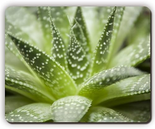 mouse pad,haworthia flower houseplant close up,Game Office MousePad size:260x210x3mm(10.2x 8.2inch)