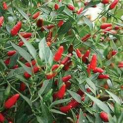 Thai Garden Bird Hot Pepper