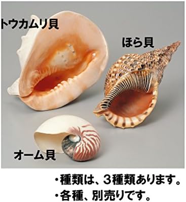 Amazon 大型 貝殻 モデル オーム貝 生態 採集 ホビー