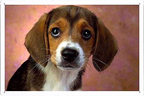 Amazon Co Jp 子犬目ビーグルのティンサイン 金属看板 ポスター Tin Sign Metal Poster Of Puppy Eyes Beagle ホーム キッチン