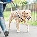 2 Hounds Design Freedom No Pull Harness and Leash Training Kit Raspberry,Medium (1 Width)