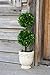 Preserved Boxwood Dble Ball Topiary W/ Footed Pot 21