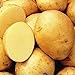 5 lb. SEED POTATOES - Yukon Gold - Organic - ORDER NOW for FALL PLANTING primary