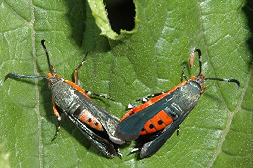 VivaTrap! Squash Vine Borer Moth Trap + Lure (2 Pack) - Thumbnail 3