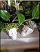 WISH HALLY WOOD Skull White Ceramic Succulent Planter Pots,Skull Pen Holder, Skull Makeup Brush Holder, Pen Holder, Set of 2 inch Tiny Flower Plant Containers (Skull)