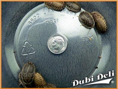 Dubia Roaches: Large (1") - 740 Grams (Average Count 1000)