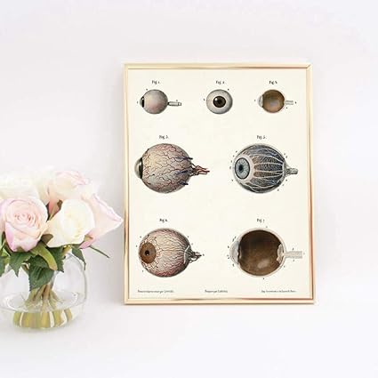 Oeil Humain Imprimer Optometriste Cadeaux Anatomie Affiche Optometrie Decor Clinique Mur Art Toile Peinture Ecole De Medecine Diagramme Oeil 60x90cm Sans Cadre Amazon Fr Cuisine Maison