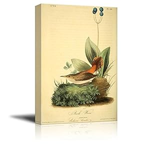 Beautiful Illustration of a Rock Wren by John James Audubon - Canvas Art Home Art - 12x18 inches