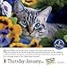365 Cats 2015 Calendar