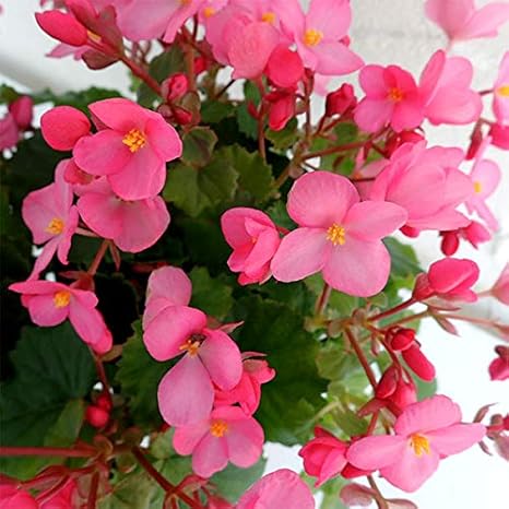 美しい花の画像 最高ベゴニア ピンク