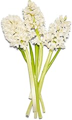 Pioneer Flower Farms Hyacinth 5 Stem, 1 Ea