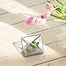 MyGift Diamond Shape Glass Prism Terrarium with Brass-Tone Metal Rim