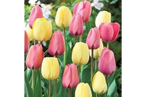 50 Darwin Hybrid Tulip Bulbs-Combo-Ivory & Pink-Splendida-Agm-Spring Bulbs:Package Contatins Seeds