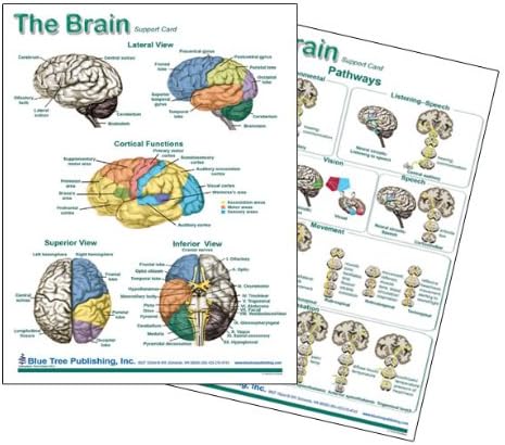 Label Parts Of Brain Quiz