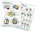 Brain Anatomical Chart
