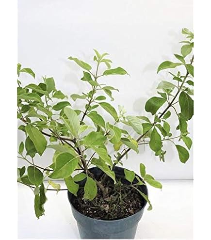 Amazon.com : botanica las americas abre Camino Open Road Full Plant with  Root, green, l : Patio, Lawn & Garden