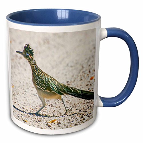 3dRose New Mexico, Bosque Del Apache, Roadrunner Bird Jaynes Gallery Two Tone Mug, 11 oz, Blue/White,mug_92557_6