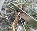 Garden Weeding Fork & Manual Weed Puller; Long Prongs and Ergonomic Handle, Includes Burlap Sack - Great Gardening Gift