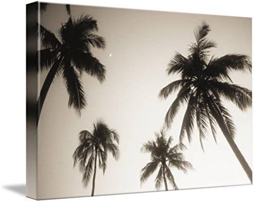 Amazon Com Imagekind Wall Art Print Entitled Palm Trees