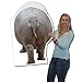 VictoryStore Jumbo Greeting Cards:  Giant Birthday Card (Hippo), 2' x 3' Card with Envelope