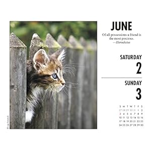 What Cats Teach Us 2018 Calendar