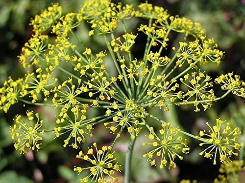1000 Long Island Mammoth Dill Anethum Graveolens Seeds Fresh Seeds LUC12