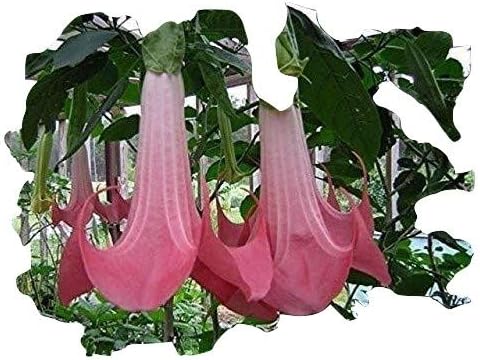 Tree Brugmansia, Angel's Trumpet, Pink, Super Sized Flowers !! 5 Seeds, BIO hu-öko-01