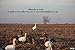 Sillosocks ECONO Snow Goose Decoys 1 dz. (SS1005) by Sillosock Decoys