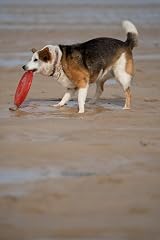 Petface Toyz Rubber Frisbee Dog Toy – Colour Varies view 5