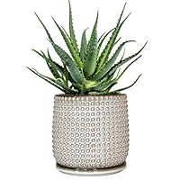 Beaded Stoneware Pot with Drainage Hole and Tray, Smoke White Ceramic Plant Pot, 6 Inch Round Planter Pot for Succulents, Flower and Plants, Indoor or Outdoor - by D