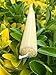 Pure Beeswax Candles, SMOKELESS, DRIPLESS. Set of 10, FREE 3 day Shipping