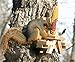 Squirrel Feeder for Picnic Tables by Woodlink