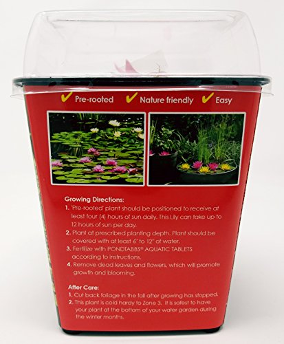 Live Aquatic Hardy Water Lily | Pre-grown, Pre-rooted, Hardy Water Lily for your Pond or Patio Water Garden | Drop-N-Grow Convenience -Red (Nymphaea 'Attraction')