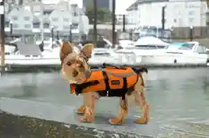 yorkie life jacket