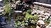 Aquascape - KoiMedic Salt Meter - Electronic Pond Water Salt Level Tester