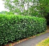 (1 Gallon - Small) Schip Laurel, Evergreen, Great