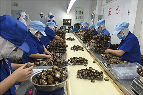 6 ONETANG+Mushrooms+Shiitake+Natural+Mushroom