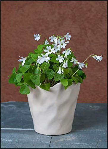 20 Oxalis Bulbs not Plants Regnelli - Easy House Plant Makes a Great Gift