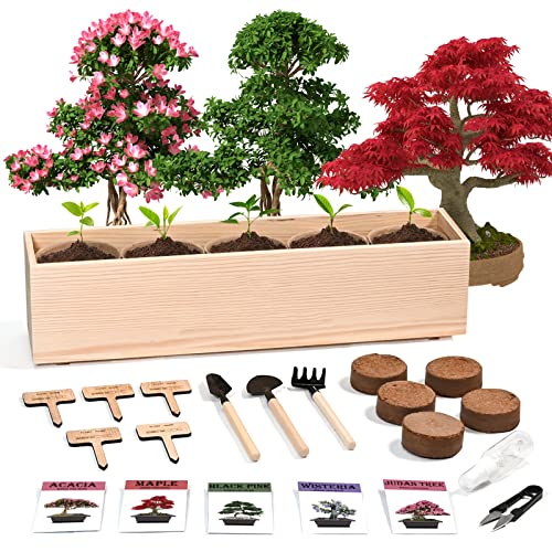 Bonsai Tree Kit, 5 Bonsai Tree Seeds with Complete Growing Kit & Wooden
