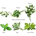 EasyStart Kitchen Garden Herbs - Organic Herb Kit - Everything you need to start 6 organic kitchen herbs