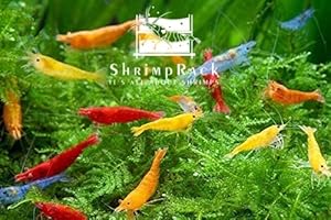 ShrimpRack™ 20 Mixed Color Neocaridina Shrimp Live Freshwater Aquarium Shrimps Beeding Age Young Adults 1/2-1 inch Long. Live Arrival Guarantee.