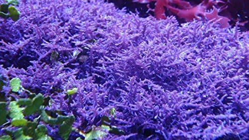 Double Shot Blue ohctode macro algae live coral refugium chaeto caulerpa