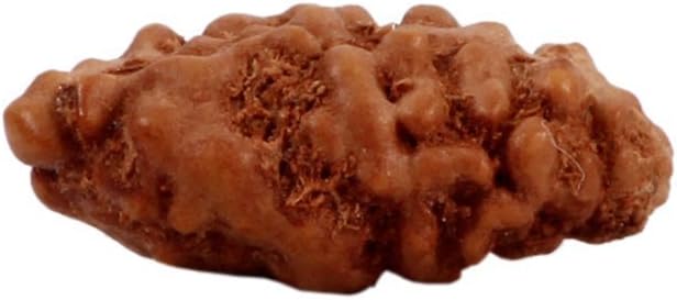 Petrichor Indonesian/Java 1 mukhi/Ek Mukhi/One Faced Rudraksha Beads
