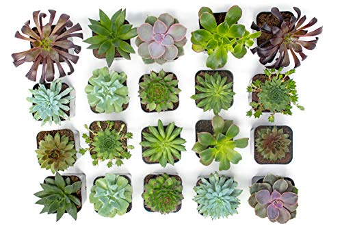 5 Succulent+Plants+Planter+Succulents+Pets