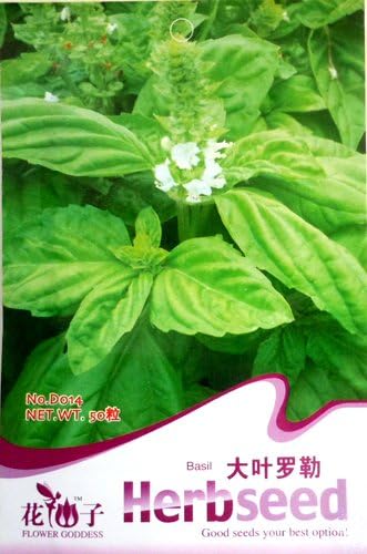 5Pack Each Pack 50 SEED Chinese Herb Big Leaf Basil Ocimum Gratissimum D014