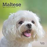 Maltese 2019 7 x 7 Inch Monthly Mini Wall Calendar, Animals Small Dog Breeds (Multilingual Edition) by