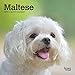Maltese 2019 7 x 7 Inch Monthly Mini Wall Calendar, Animals Small Dog Breeds (Multilingual Edition) by