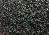 SanDaveVA Brand Buckwheat Seeds 1 lb Bulk Forage Food Plot Unhulled Cover Crop with 2 Plant Bottle Top Waterer