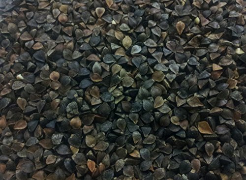 SanDaveVA Brand Buckwheat Seeds 1 lb Bulk Forage Food Plot Unhulled Cover Crop with 2 Plant Bottle Top Waterer