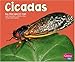 Cicadas (Pebble Plus; Bugs, Bugs, Bugs)